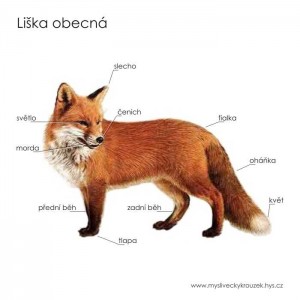 Popis lišky obecné