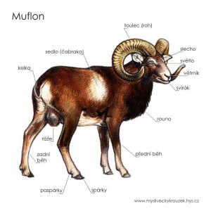 Popis muflona